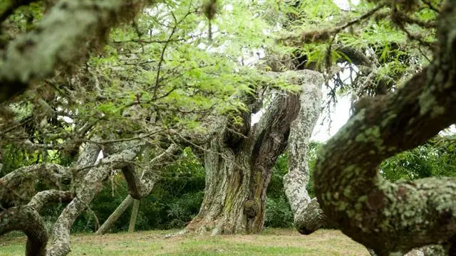 Arboles notables: testigos de parte de la historia argentina