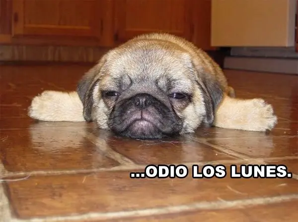 imagenes divertidas