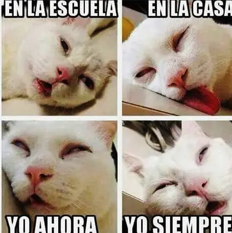 imagenes divertidas