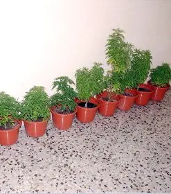 planta