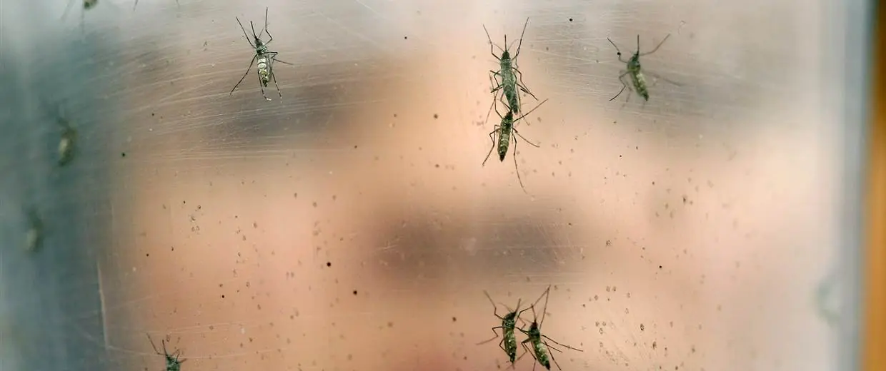 Zika