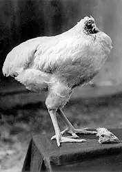 El pollo que vivió sin cabeza 18 meses