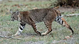 Gatos