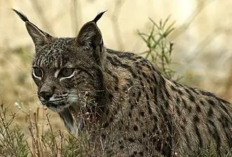 Linces