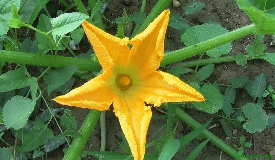 13 platillos con flores que te harán enloquecer...