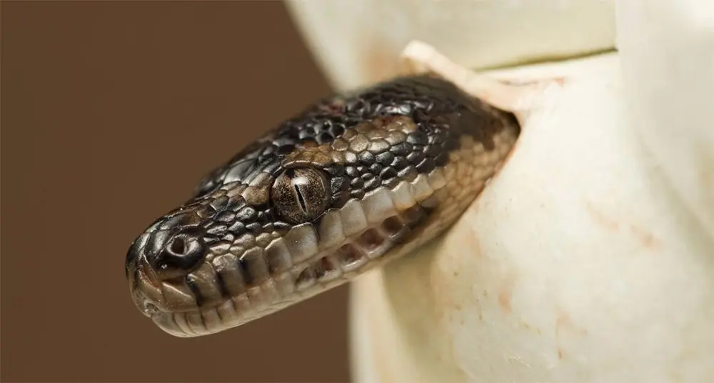 vivora