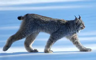 Animales