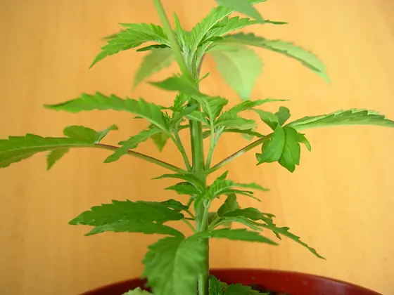 80 Consejos útiles para cultivar tu Cannabis (1/2)