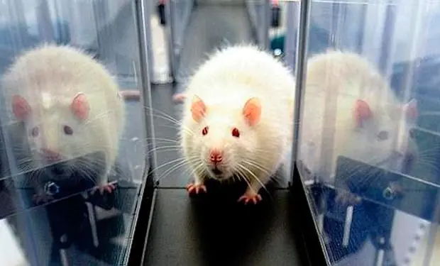 experimentos con ratas