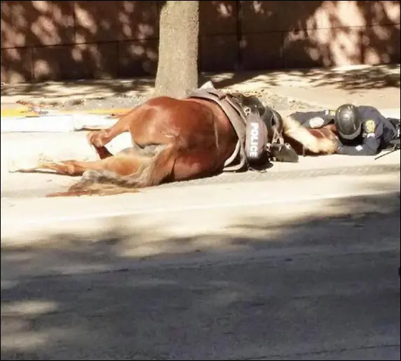 Charlotte, la yegua que conmueve en las redes