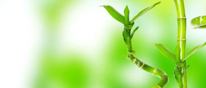 propiedades albahaca