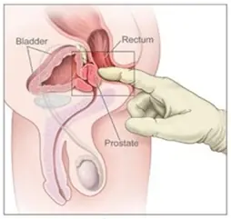 clitoris donde se encuentra