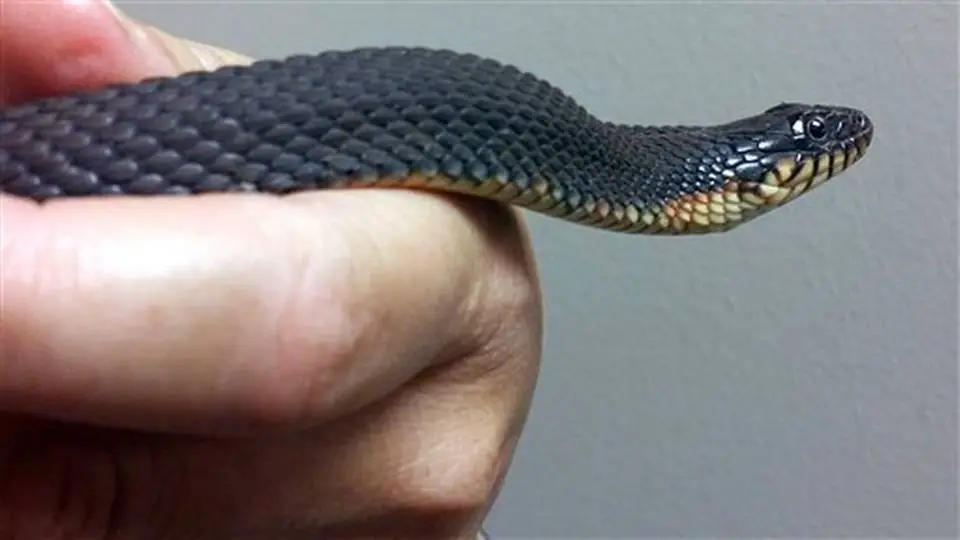 serpiente virgen
