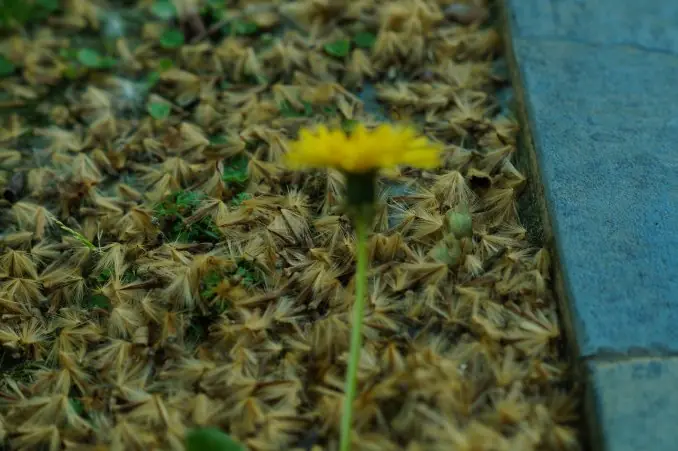"La pelusa amarilla" que hace sufrir a millones en primavera