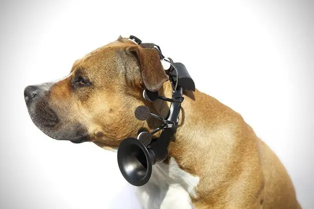 Inventa dispositivo que traduce los ladridos del perro