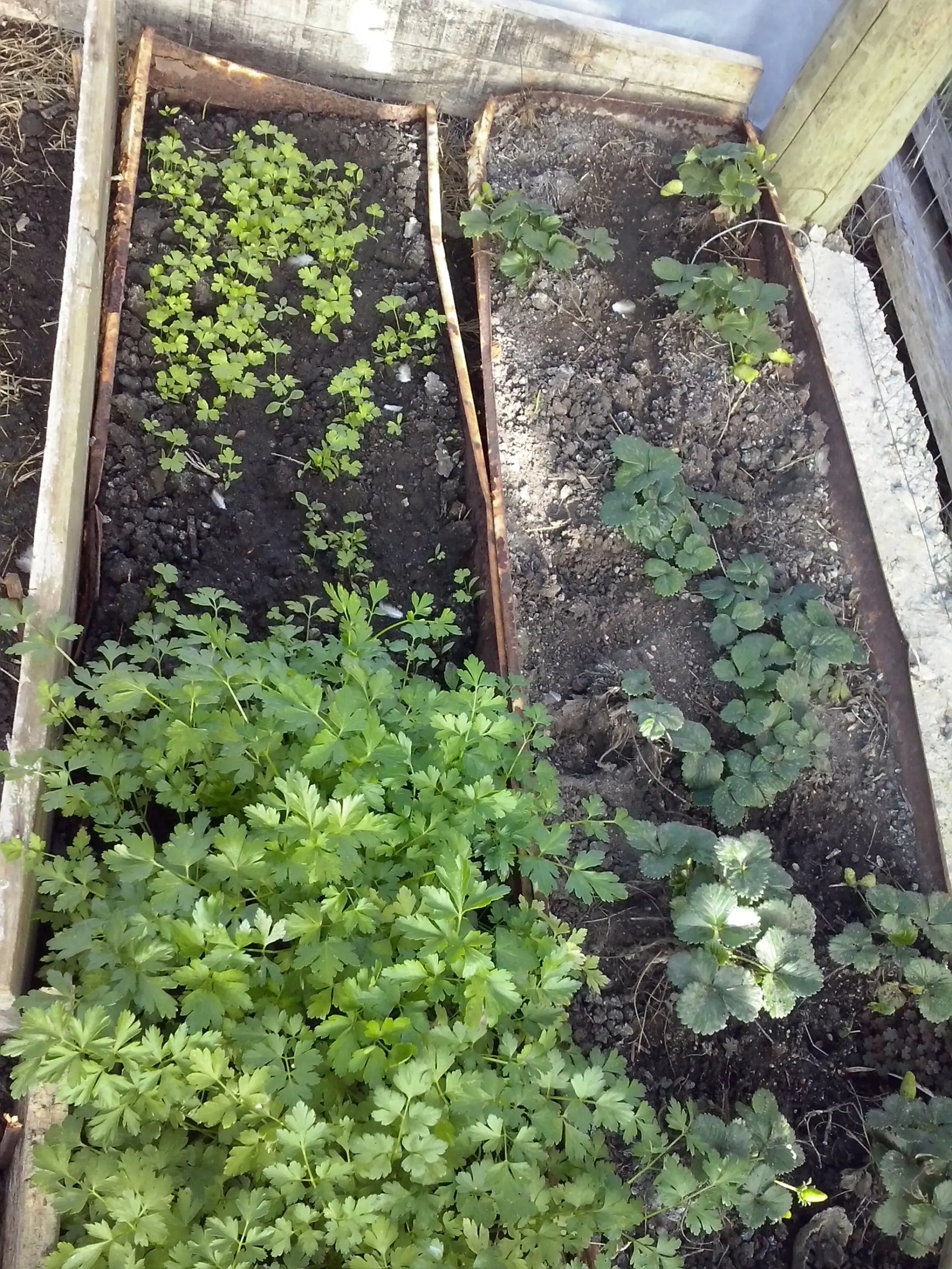 fotos de mi huerta, top ecologico
