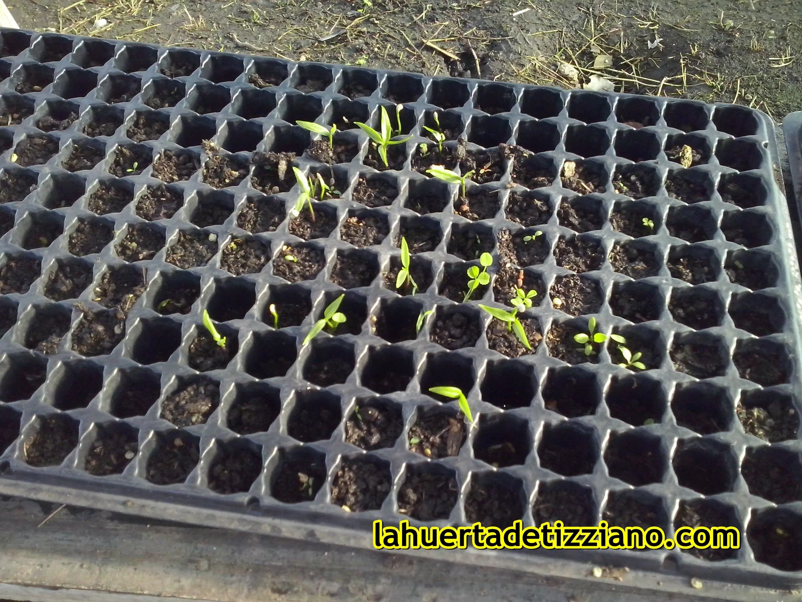 huerta