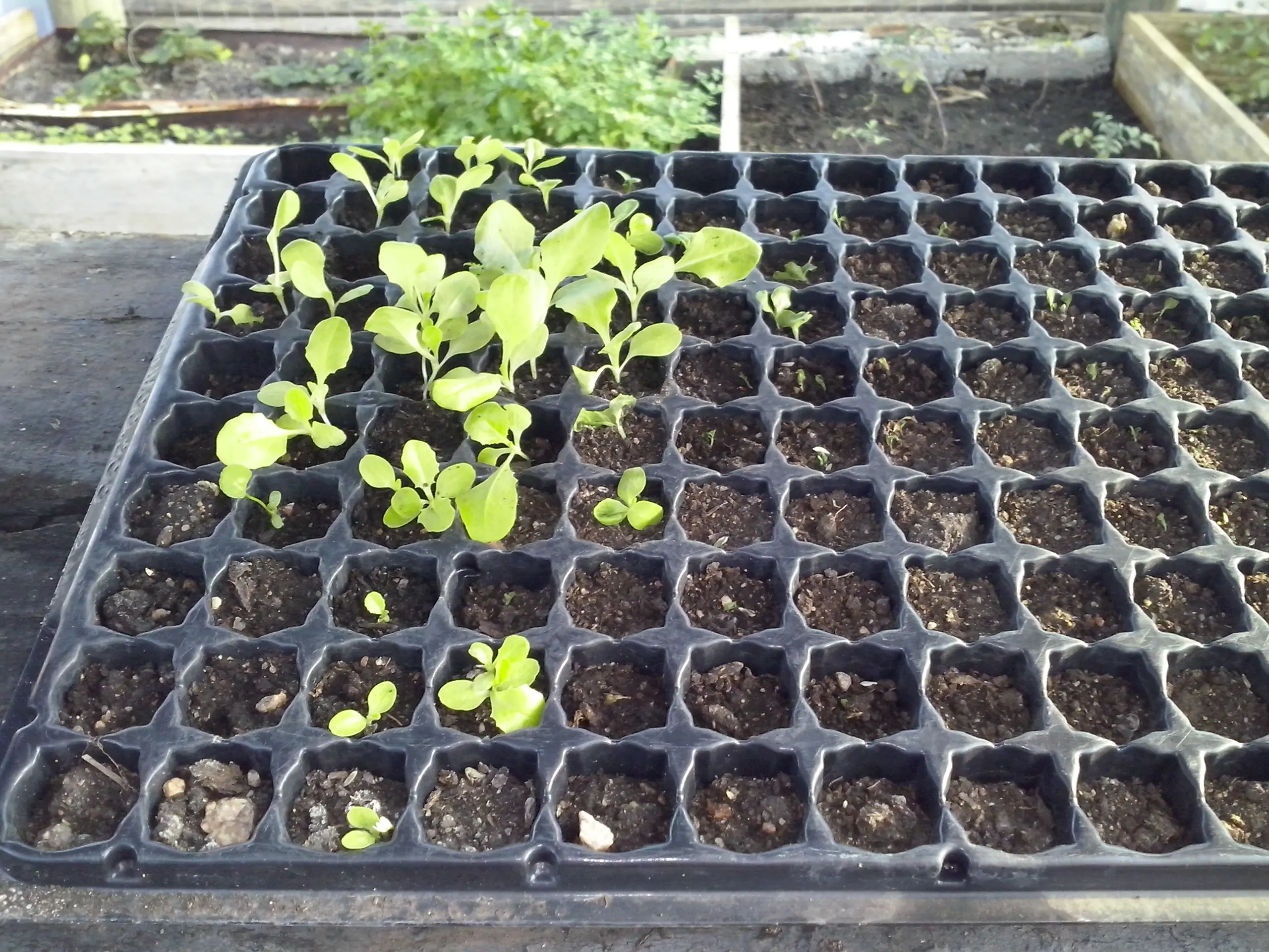 plantas