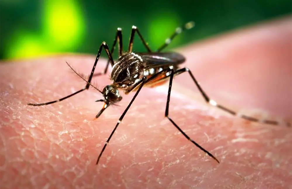 virus zika virus zika