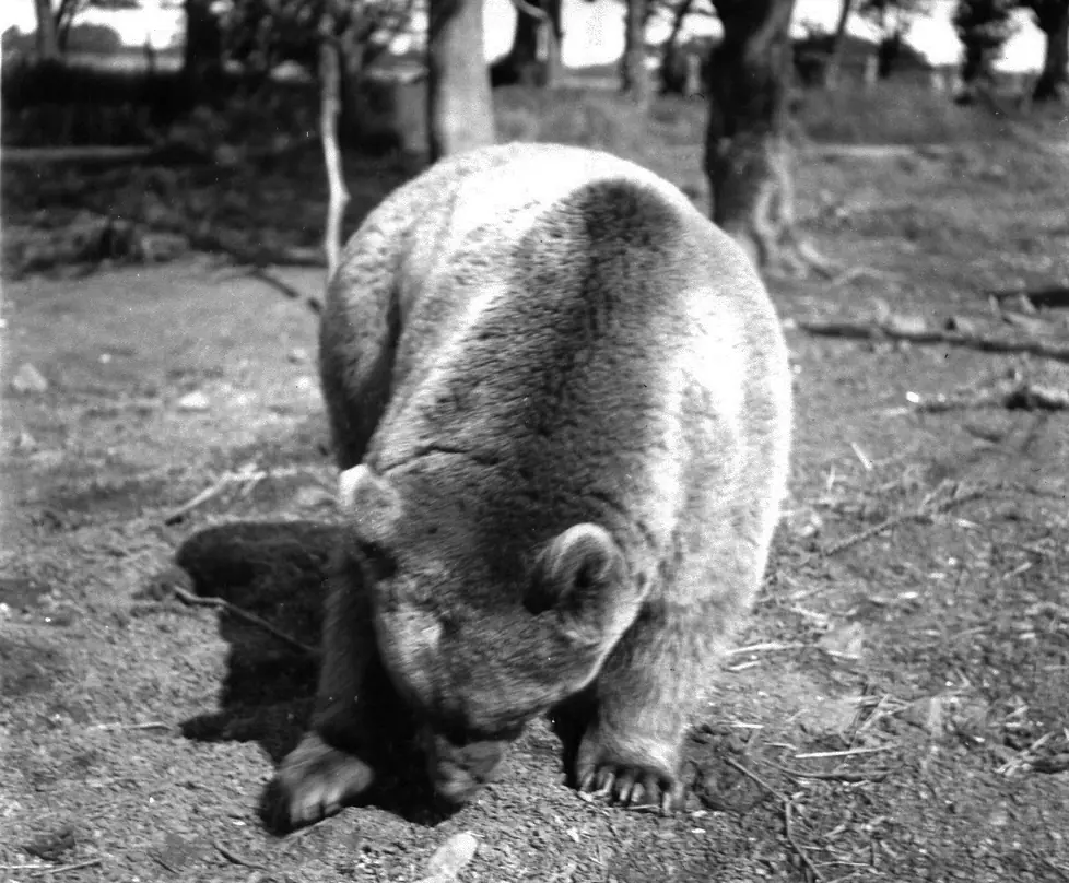 oso