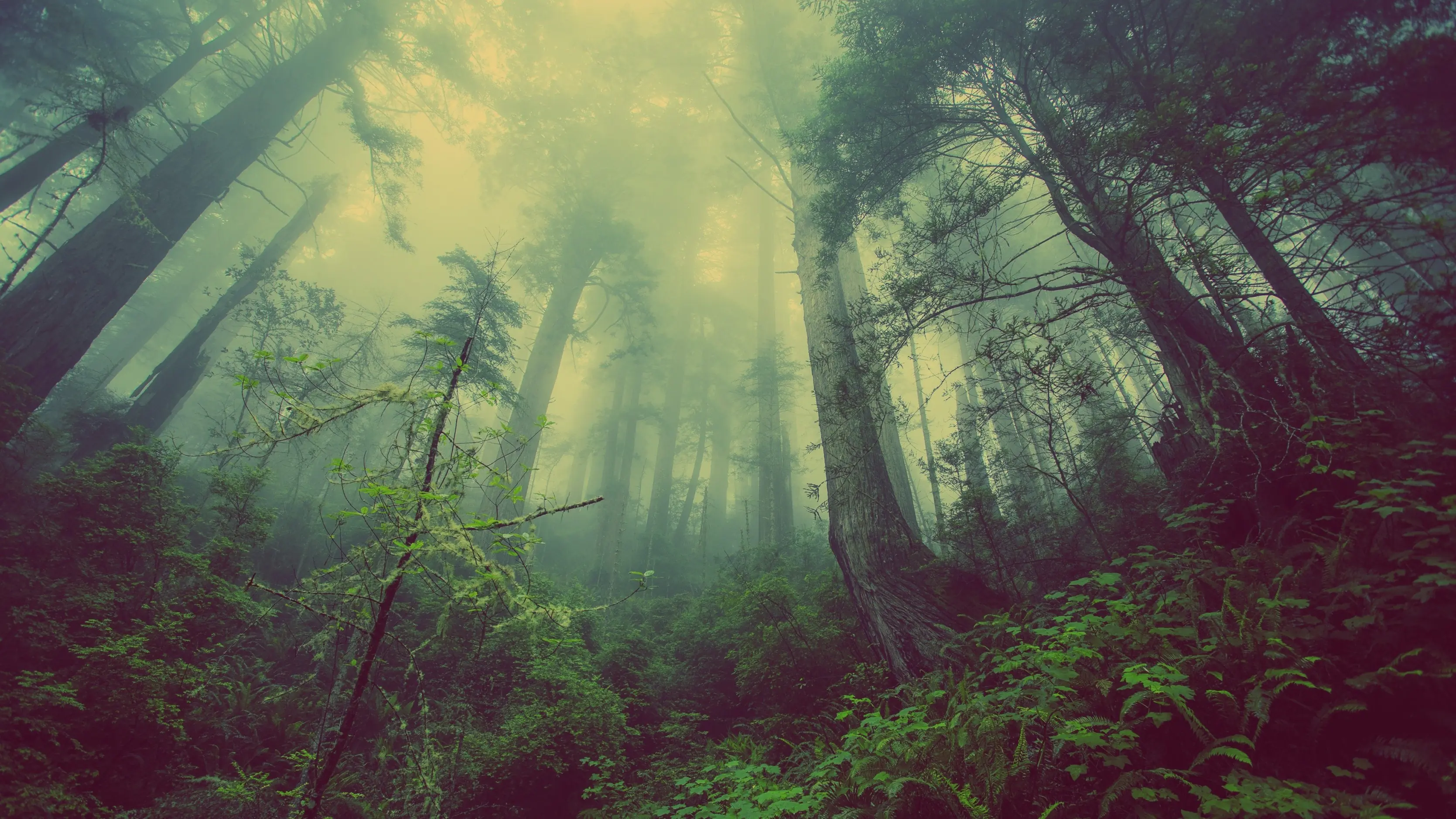 Wallpapers HD, Enjoy
