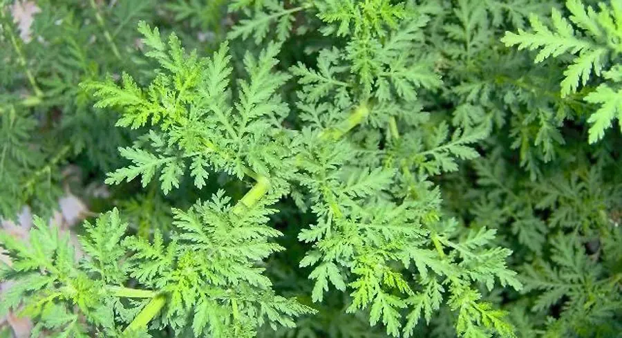 Ingrediente acaba con el 98% de las células cancerosas