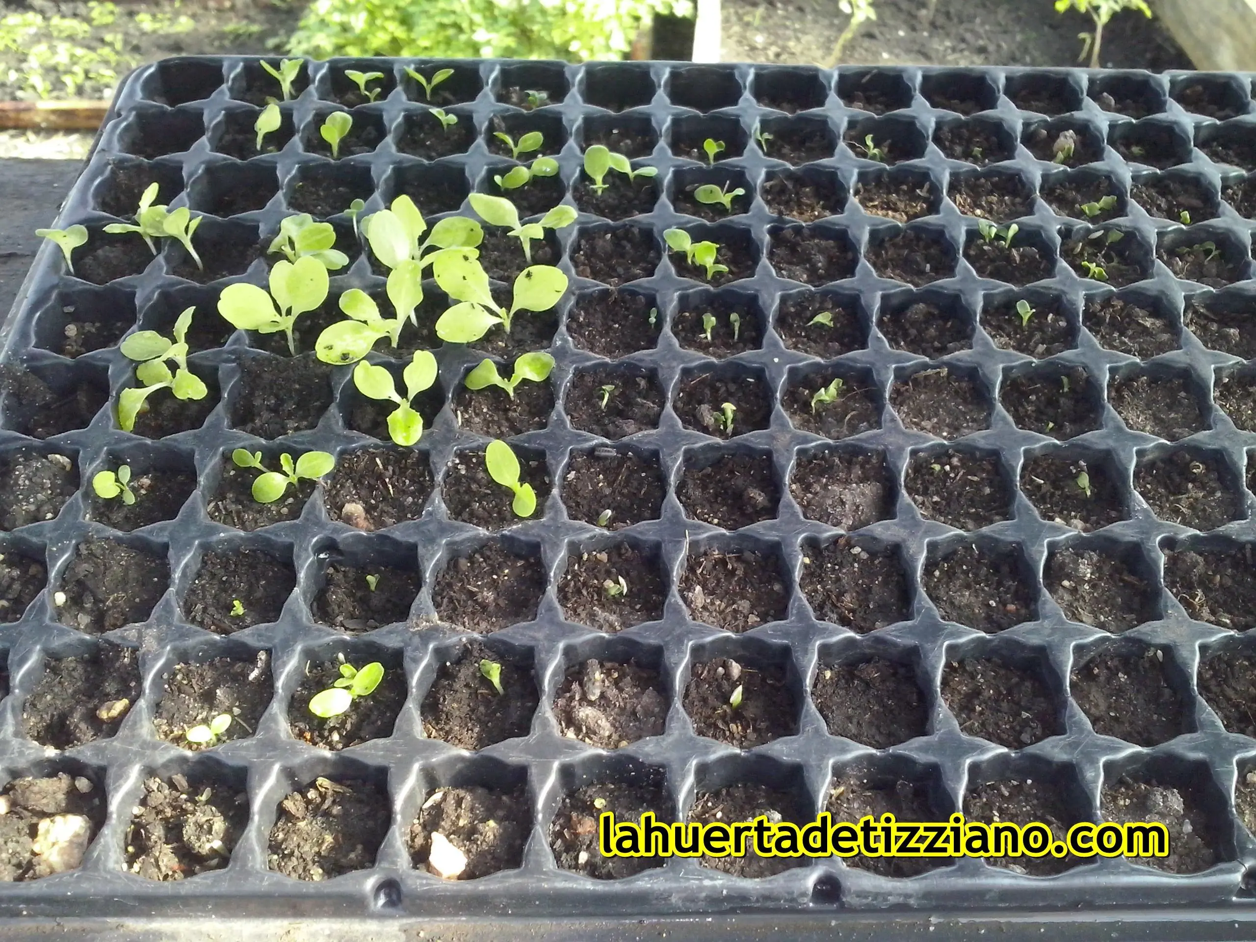 fotos de mi huerta, top ecologico
