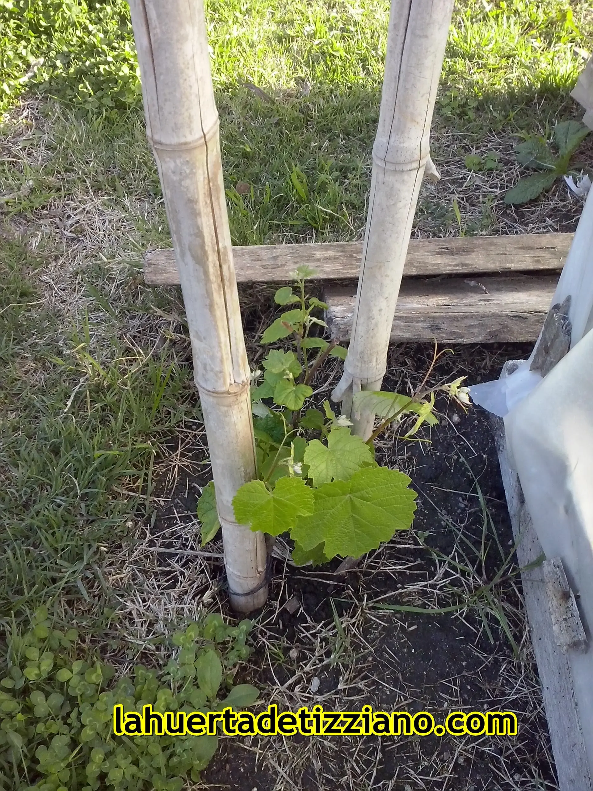 ecologico