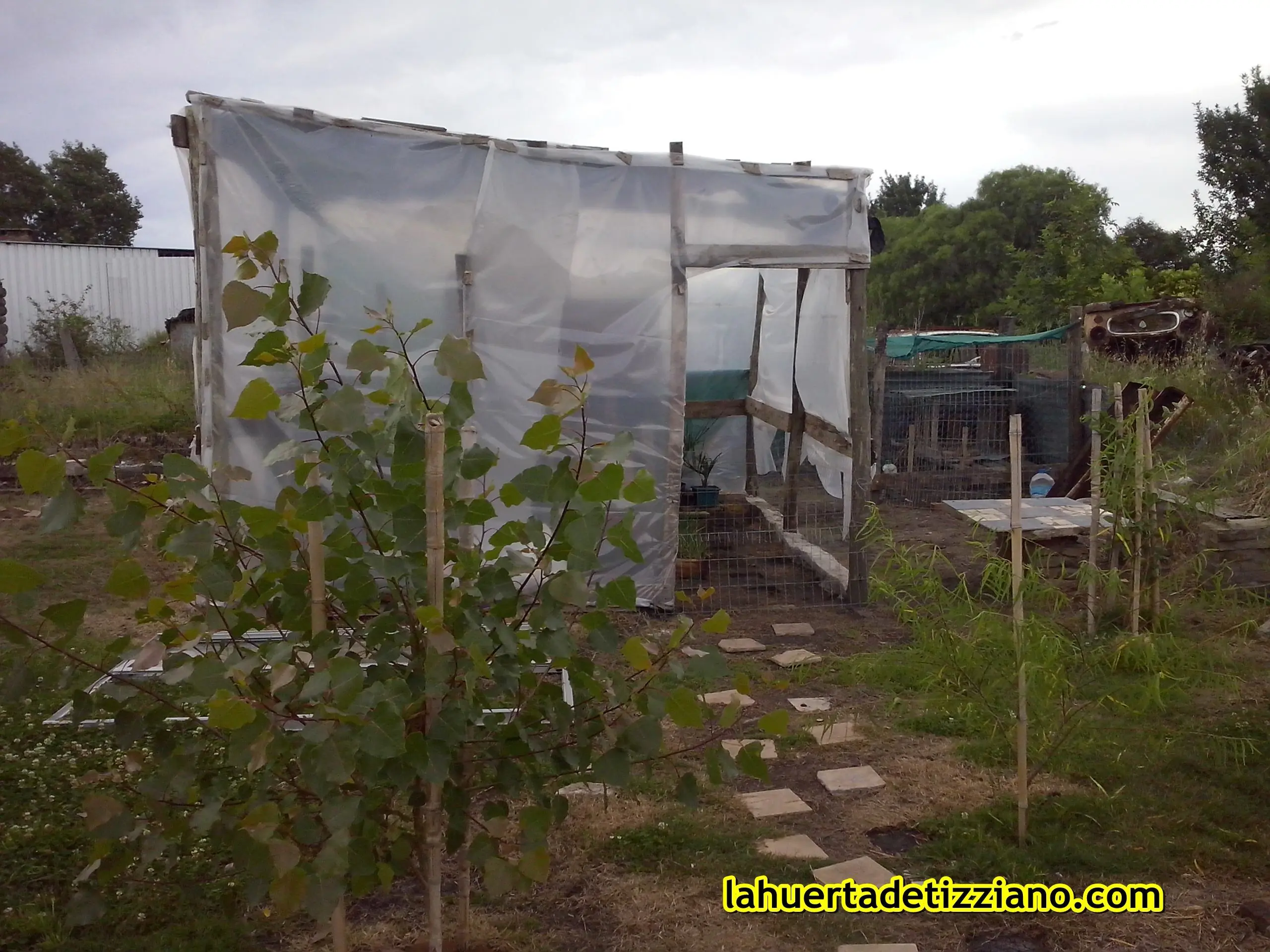 fotos de mi huerta, top ecologico