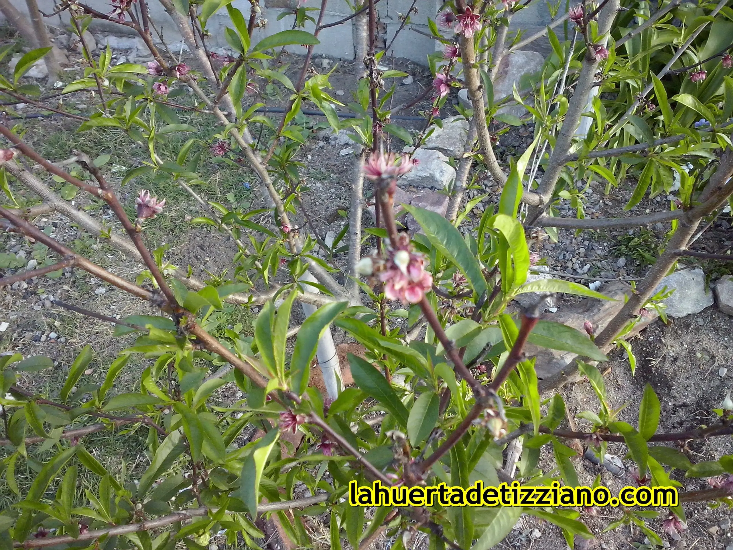 hortaliza