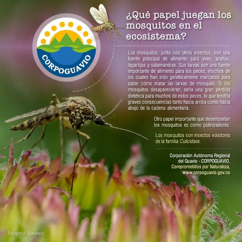 ¿Qué pasaría si matamos a todos los mosquitos?