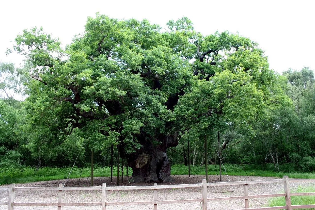 Gran bretana