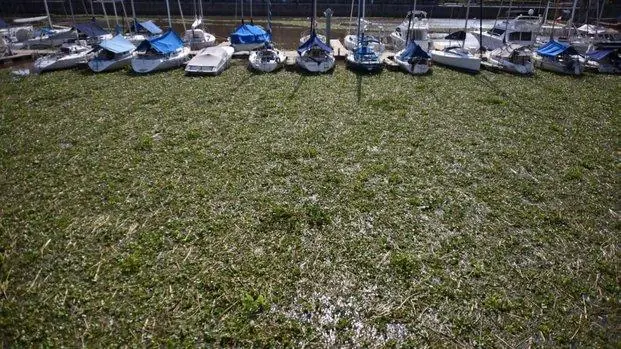 Insolito: Camalotes culpables de corte de luz para Aranguren