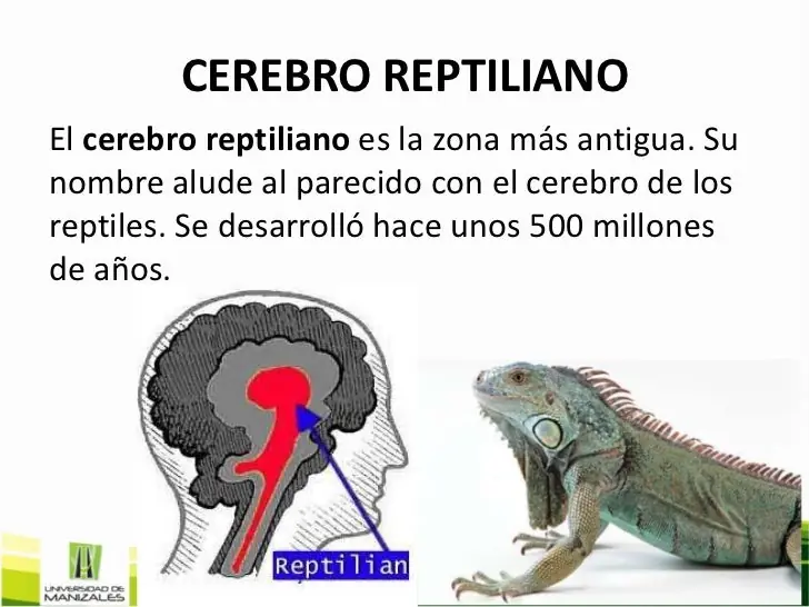 reptiloides cerebros