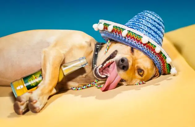 13 señales de que estás totalmente ebrio