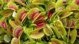 Plantas