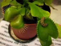 Insectos