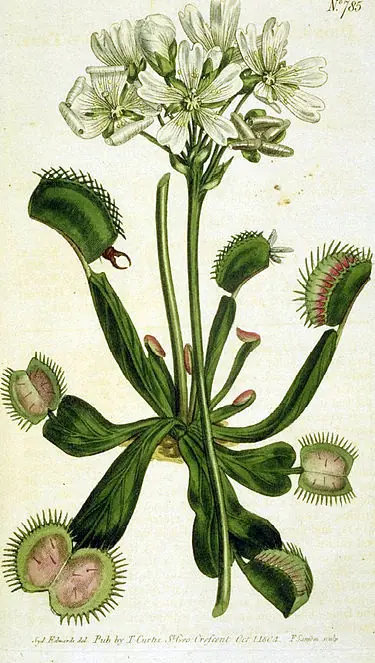 Planta