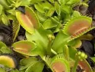 Planta