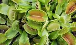 Plantas carnivoras