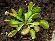 Plantas