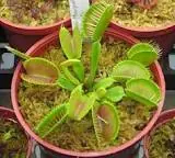 Muscipula