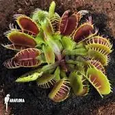 Insectos