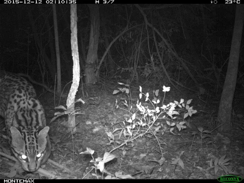 Lince extinto se burla de todos y reaparece