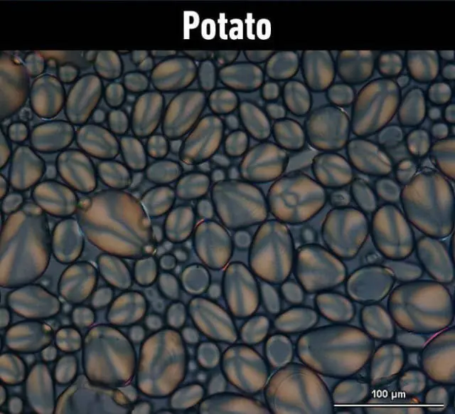 microscopio
