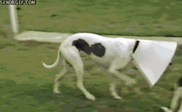 20 Conos para animales transformados en diseños divertidos