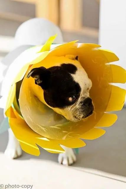 20 Conos para animales transformados en diseños divertidos