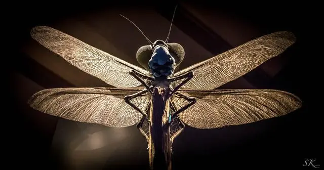 Meganeura, el insecto gigante que dominó la Tierra