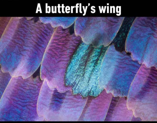 Objetos ordinarios bajo el microscopio