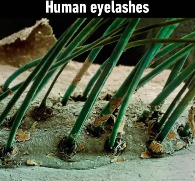 Objetos ordinarios bajo el microscopio